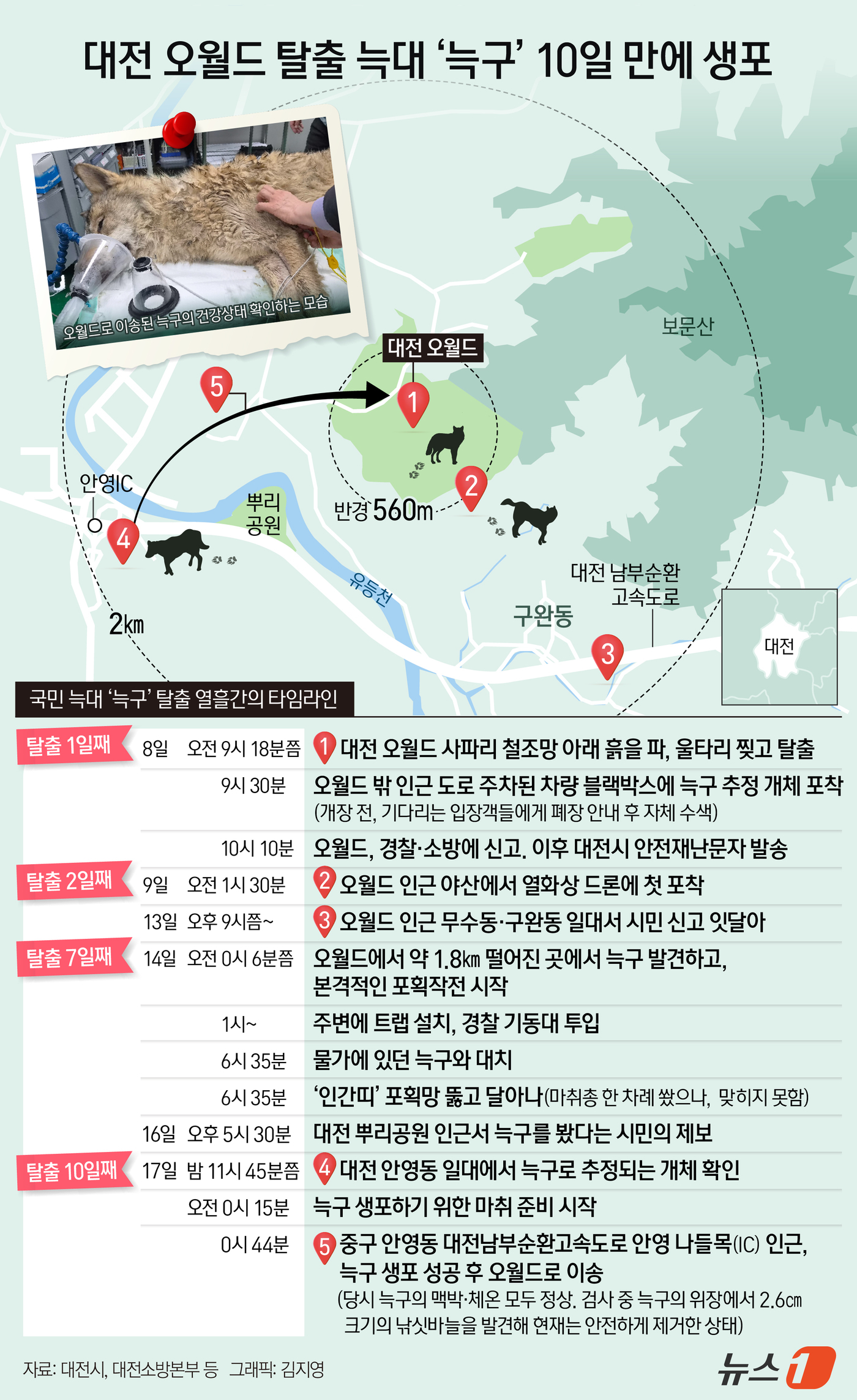 (서울=뉴스1) 김지영 디자이너 = 대전 오월드 동물원에서 탈출했던 늑대 '늑구'가 10일 만에 생포돼 시설로 돌아왔다. 17일 대전시에 따르면 전날 오후 5시 30분께 오월드에서 …