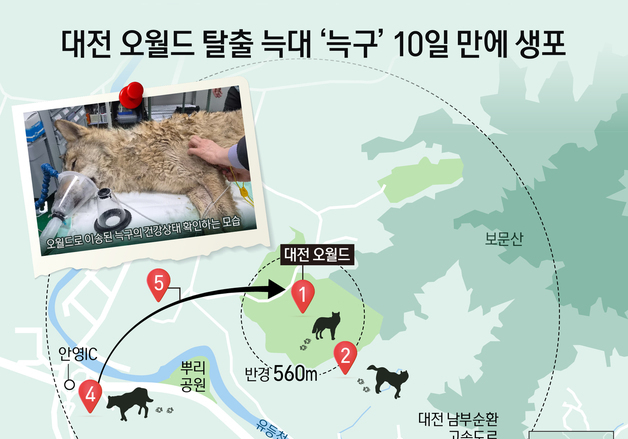 [오늘의 그래픽] 대전 오월드 탈출 늑대 '늑구' 10일 만에 생포
