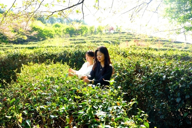 "해남 초의선사 두륜산 녹차 만들러 오세요"…27일부터 녹차 체험