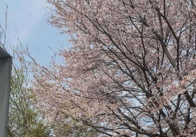 이영애, 휠체어 탄 父와 손 꼭 잡고 미소 "따뜻한 양평 문호리 집" [N샷]