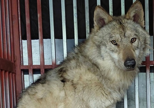 "늑구 향한 관심, 재미로 전락 안 돼…동물원 시설 개선해야"