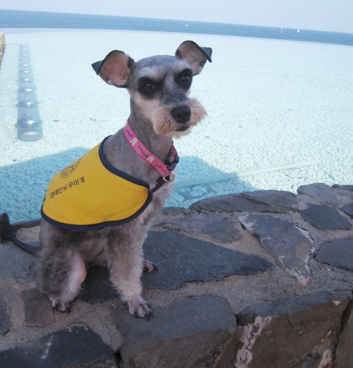 본문 이미지 - 이 씨의 첫 번째 청각장애 보조견이었던 '럭키'(보슬이 보호자 제공) ⓒ 뉴스1