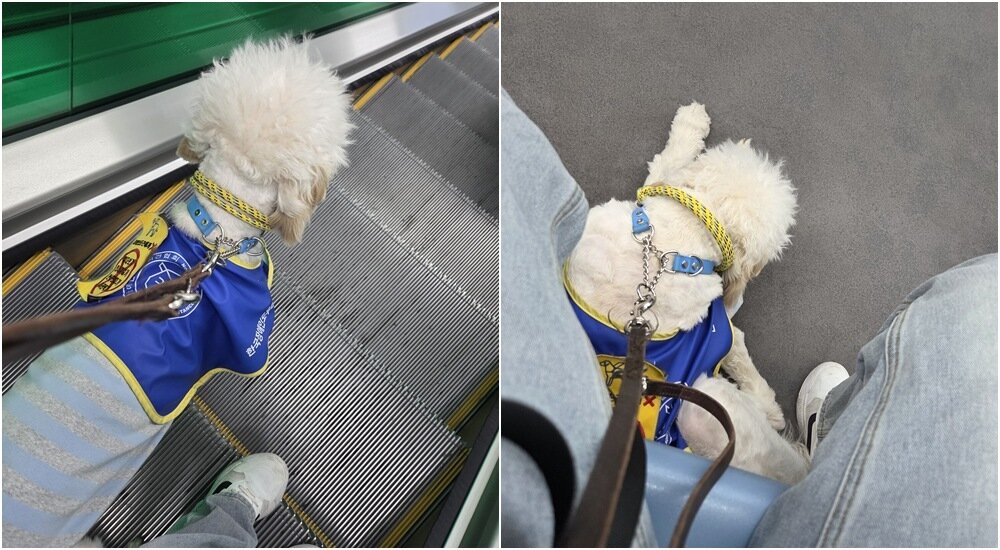 본문 이미지 - 청각장애 보조견 '보슬이'가 보호자와 함께 에스컬레이터와 대중교통을 이용하는 모습(보슬이 보호자 제공) ⓒ 뉴스1