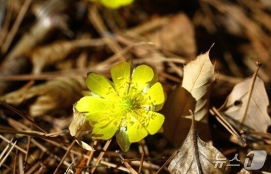 본문 이미지 - 강원 평창군 대관령면 오대산 진고개에서 관찰된 복수초. (재판매 및 DB금지)/뉴스1