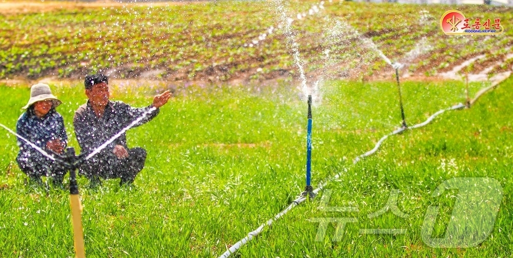 (평양 노동신문=뉴스1) = 북한 노동당 기관지 노동신문은 19일 사동구역 송신남새(채소)농장에서 가물(가뭄) 피해를 미리 막기 위한 대책을 철저히 세워나가고 있다고 보도했다. [ …