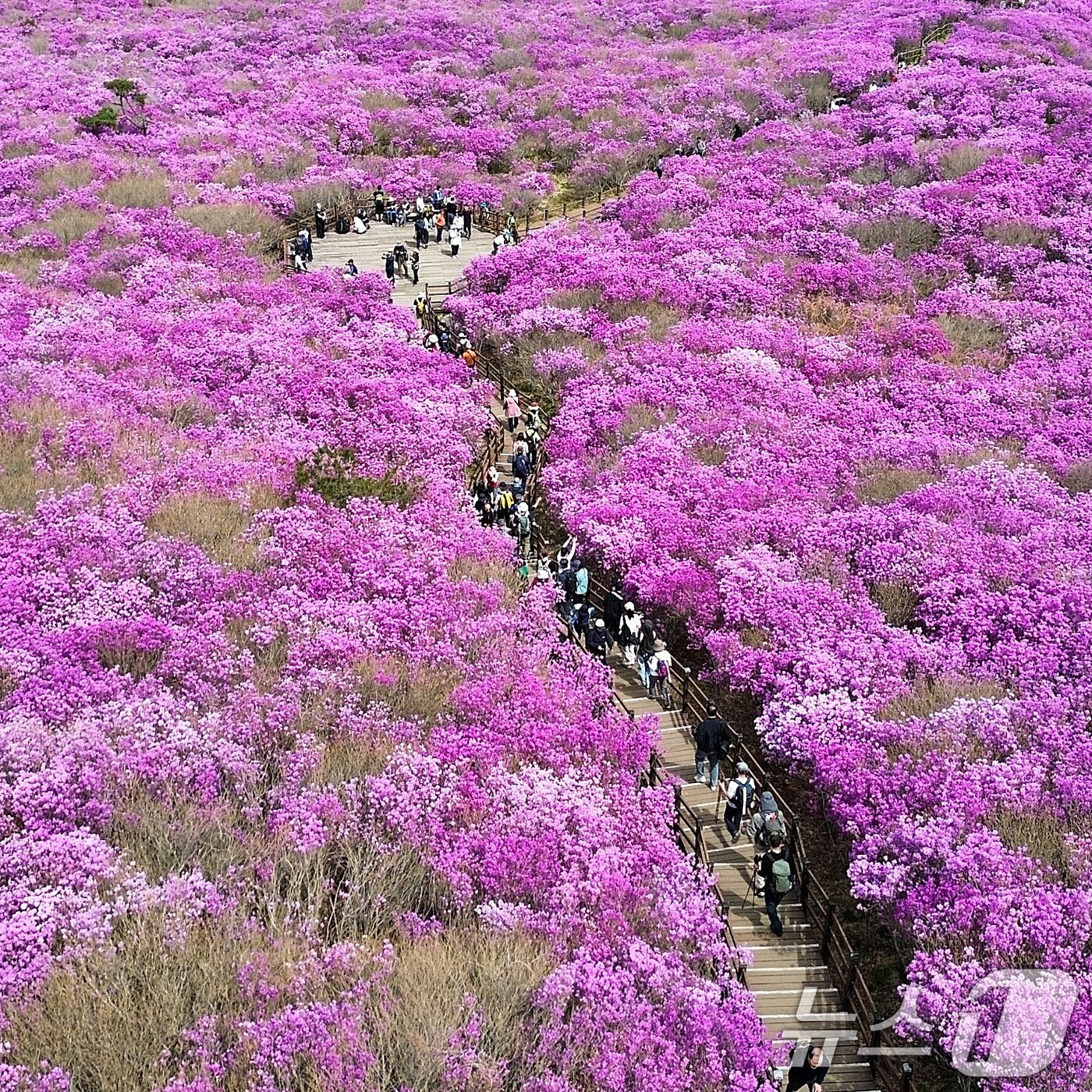 본문 이미지 - 19일 대구 달성군 비슬산 대견사 인근 참꽃군락지에 곱게 핀 참꽃이 절정을 이룬 가운데 휴일을 맞은 시민들의 발길이 줄을 잇고 있다. 달성문화재단은 달성군을 대표하는 봄 축제인 '제30회 비슬산 참꽃문화제'를 17~19일 국립대구과학관 광장과 비슬산 일원에서 개최했다. 2026.4.19 ⓒ 뉴스1 공정식 기자