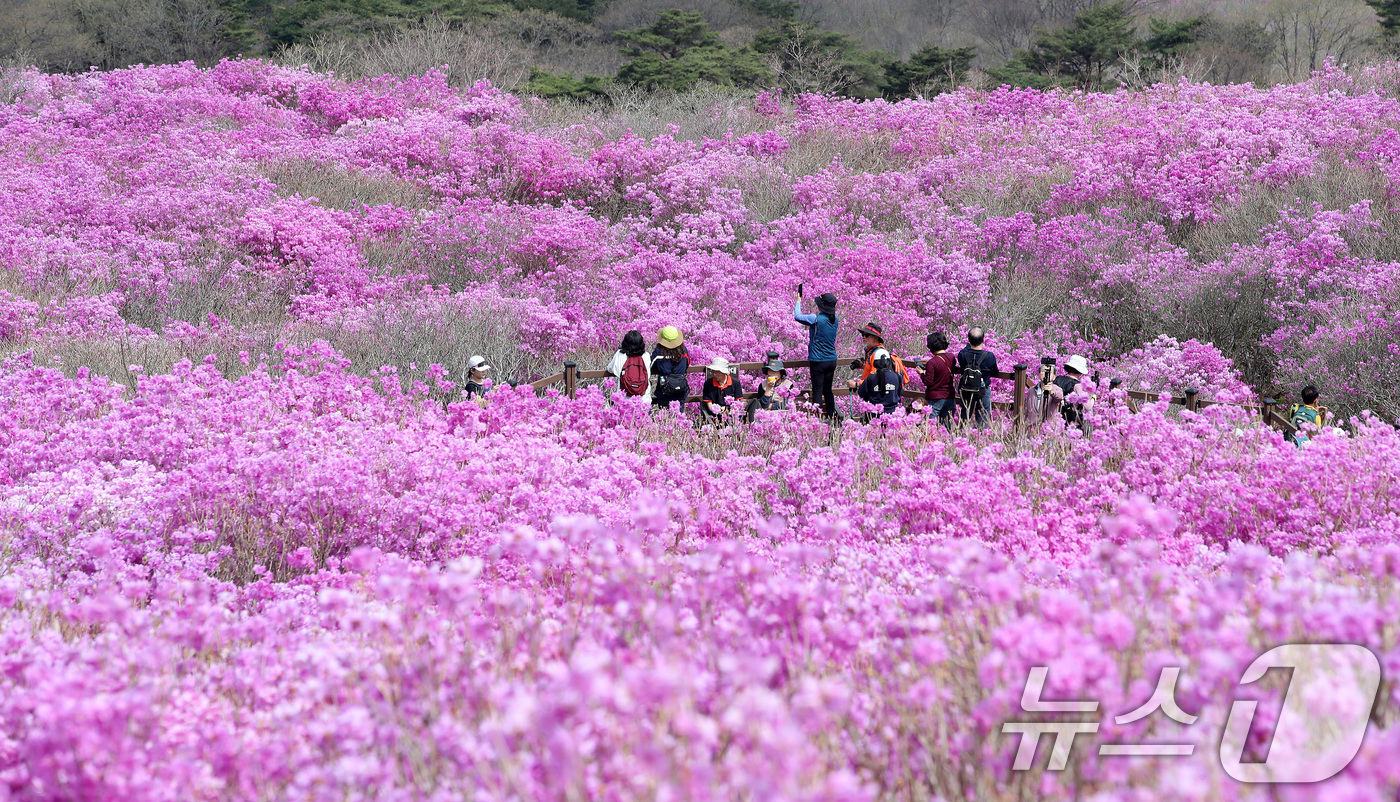 (대구=뉴스1) 공정식 기자 = 19일 대구 달성군 비슬산 대견사 인근 참꽃군락지에 곱게 핀 참꽃이 절정을 이룬 가운데 휴일을 맞은 시민들의 발길이 줄을 잇고 있다.달성문화재단은 …
