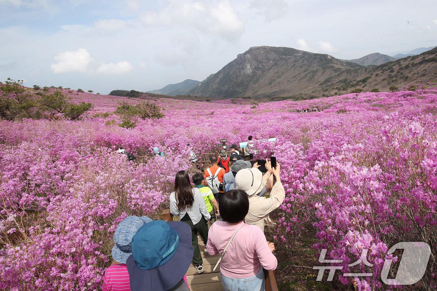 본문 이미지 - 19일 대구 달성군 비슬산 대견사 인근 참꽃군락지에 곱게 핀 참꽃이 절정을 이룬 가운데 휴일을 맞은 시민들의 발길이 줄을 잇고 있다.  2026.4.19 ⓒ 뉴스1 공정식 기자