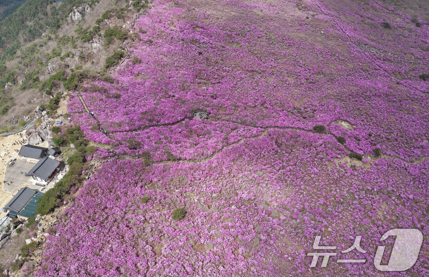 (대구=뉴스1) 공정식 기자 = 19일 대구 달성군 비슬산 대견사 인근 참꽃군락지에 곱게 핀 참꽃이 절정을 이룬 가운데 휴일을 맞은 시민들의 발길이 줄을 잇고 있다.달성문화재단은 …
