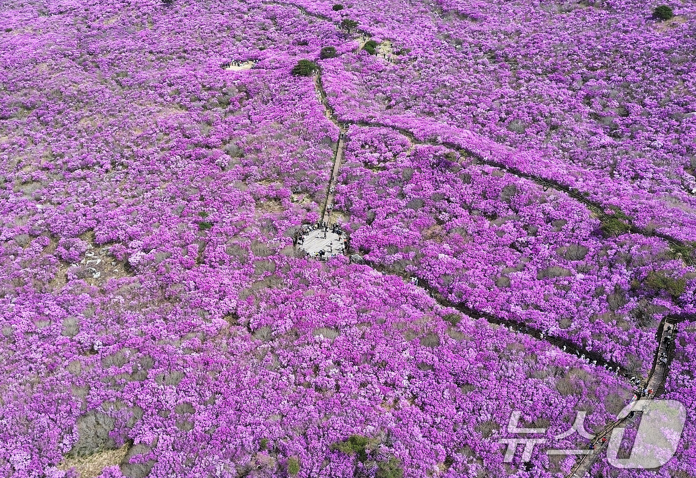 (대구=뉴스1) 공정식 기자 = 19일 대구 달성군 비슬산 대견사 인근 참꽃군락지에 곱게 핀 참꽃이 절정을 이룬 가운데 휴일을 맞은 시민들의 발길이 줄을 잇고 있다.달성문화재단은 …