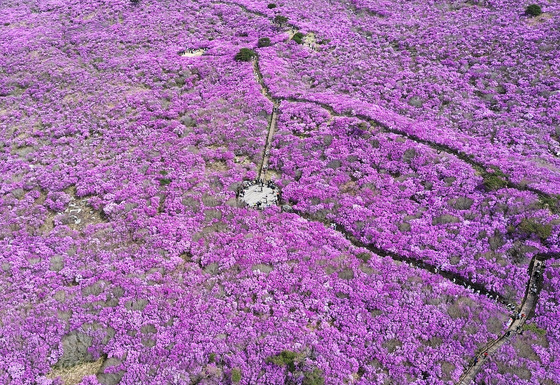 참꽃 만개한 대구 달성군 비슬산