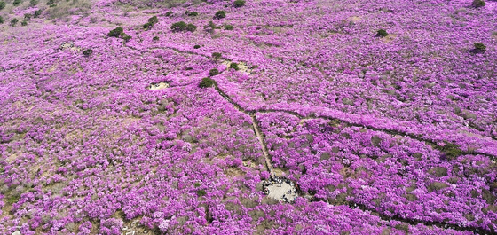 끝없이 펼쳐진 분홍빛 융단…비슬산 '참꽃 축제'에 상춘객 5만명 탄성