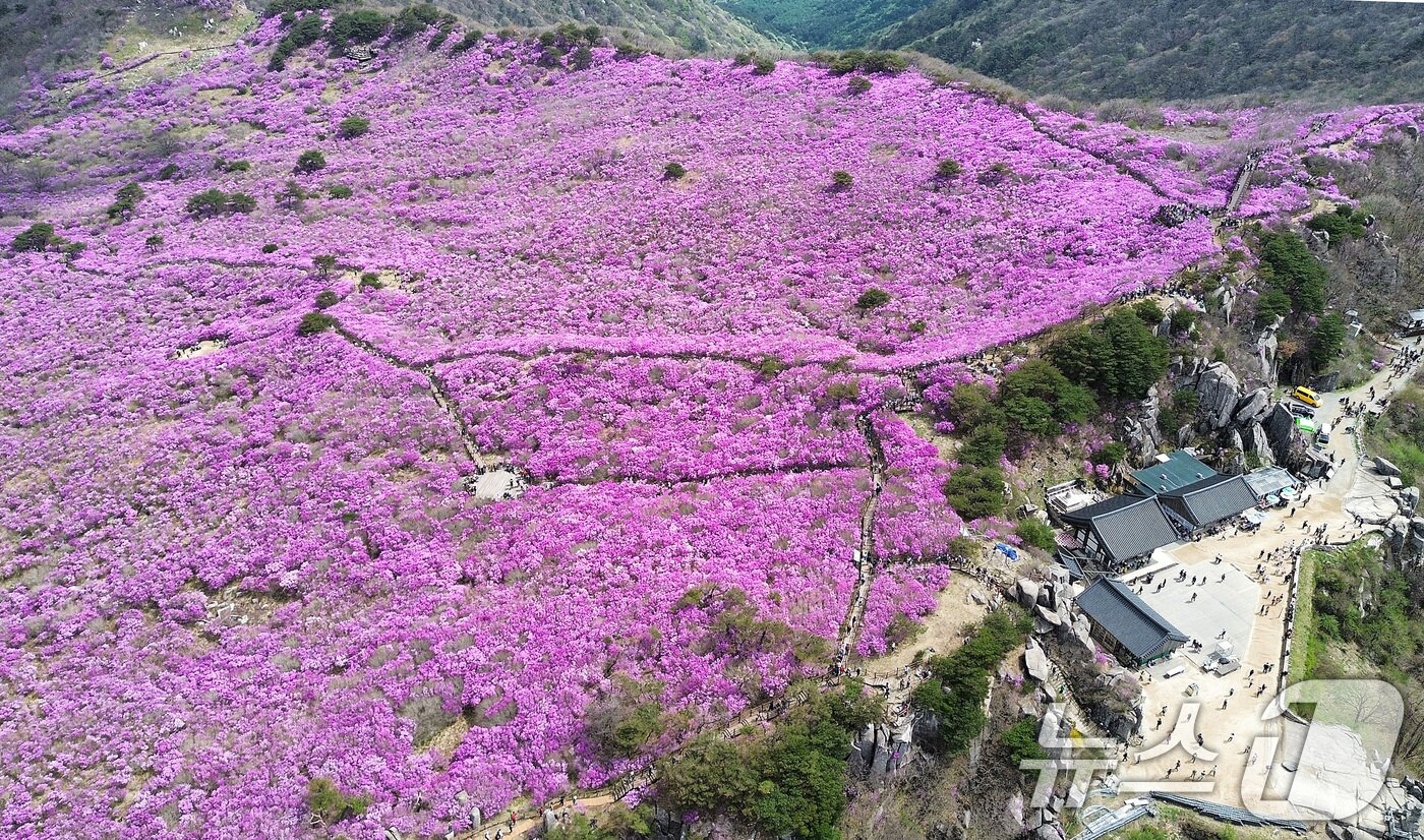 본문 이미지 - 19일 대구 달성군 비슬산 대견사 인근 참꽃군락지에 곱게 핀 참꽃이 절정을 이룬 가운데 휴일을 맞은 시민들의 발길이 줄을 잇고 있다. 달성문화재단은 달성군을 대표하는 봄 축제인 '제30회 비슬산 참꽃문화제'를 17~19일 국립대구과학관 광장과 비슬산 일원에서 개최했다. 2026.4.19 ⓒ 뉴스1 공정식 기자