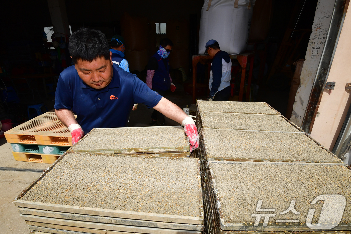 (포항=뉴스1) 최창호 기자 = 절기상 곡우(穀雨)를 하루 앞둔 19일 경북 포항시 북구 흥해읍 남송리 한 농가에서 농민들이 모판을 준비하고 있다. 2026.4.19/뉴스1