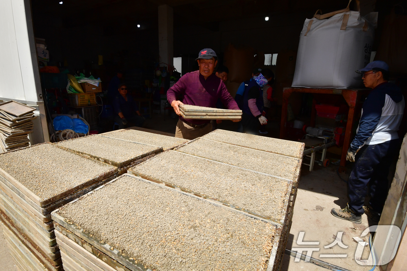 (포항=뉴스1) 최창호 기자 = 절기상 곡우(穀雨)를 하루 앞둔 19일 경북 포항시 북구 흥해읍 남송리 한 농가에서 농민들이 모판을 준비하고 있다. 2026.4.19/뉴스1