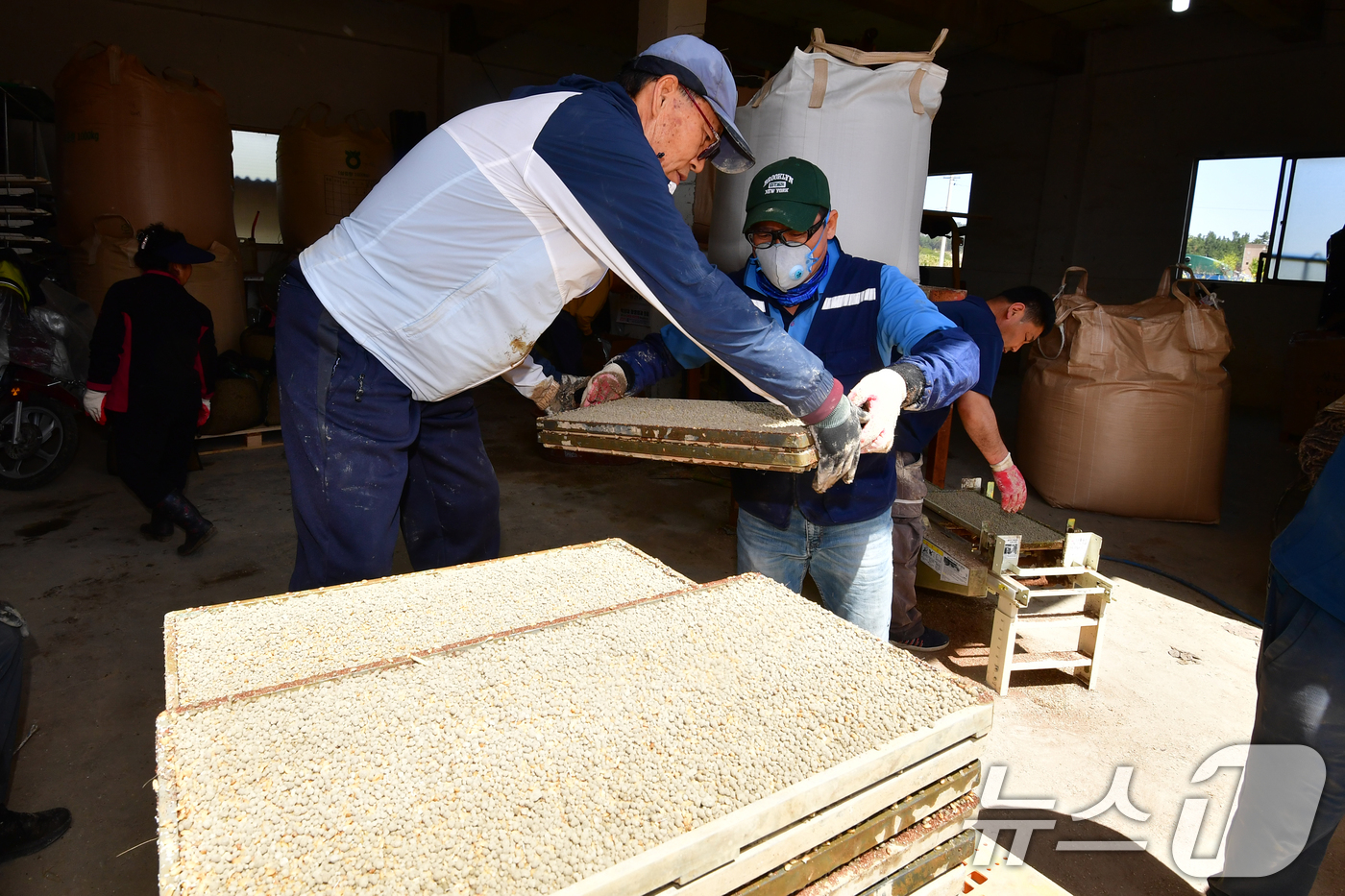 (포항=뉴스1) 최창호 기자 = 절기상 곡우(穀雨)를 하루 앞둔 19일 경북 포항시 북구 흥해읍 남송리 한 농가에서 농민들이 모판을 준비하고 있다. 2026.4.19/뉴스1