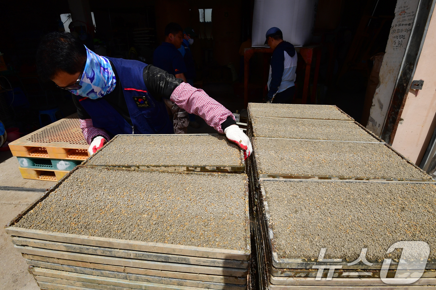 (포항=뉴스1) 최창호 기자 = 절기상 곡우(穀雨)를 하루 앞둔 19일 경북 포항시 북구 흥해읍 남송리 한 농가에서 농민들이 모판을 준비하고 있다. 2026.4.19/뉴스1