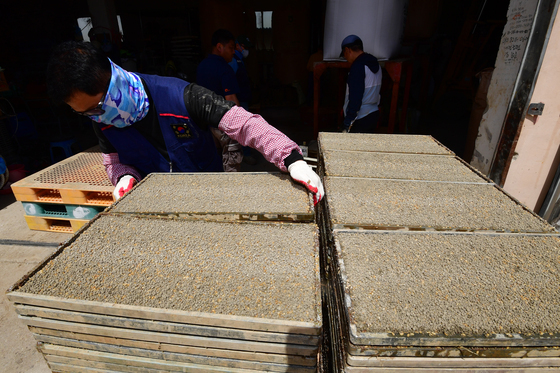 차곡 차곡 쌓이는 모판