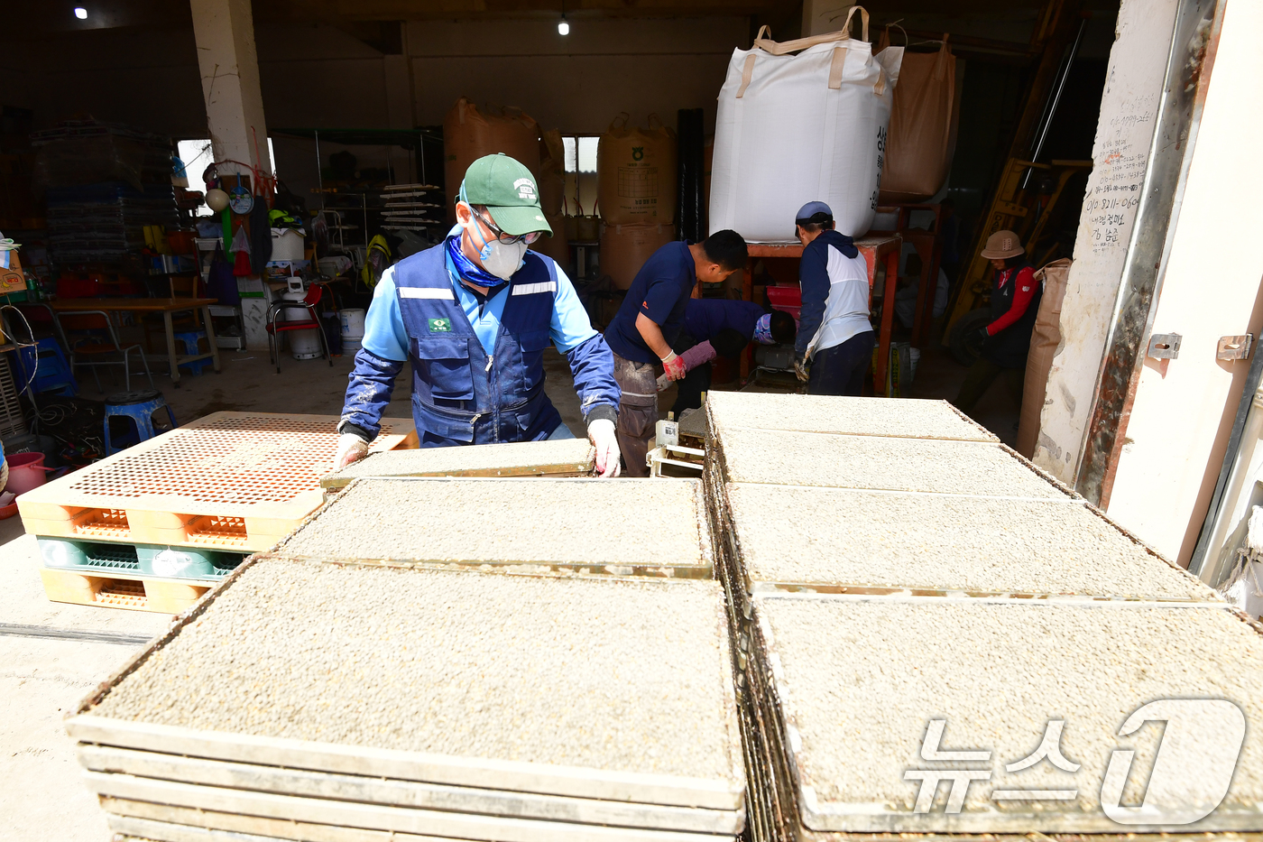 (포항=뉴스1) 최창호 기자 = 절기상 곡우(穀雨)를 하루 앞둔 19일 경북 포항시 북구 흥해읍 남송리 한 농가에서 농민들이 모판을 준비하고 있다. 2026.4.19/뉴스1