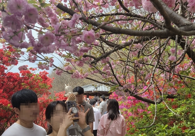 "왜 명소인지 알겠어요"…완산칠봉 꽃동산 겹벚꽃에 상춘객 '감탄'