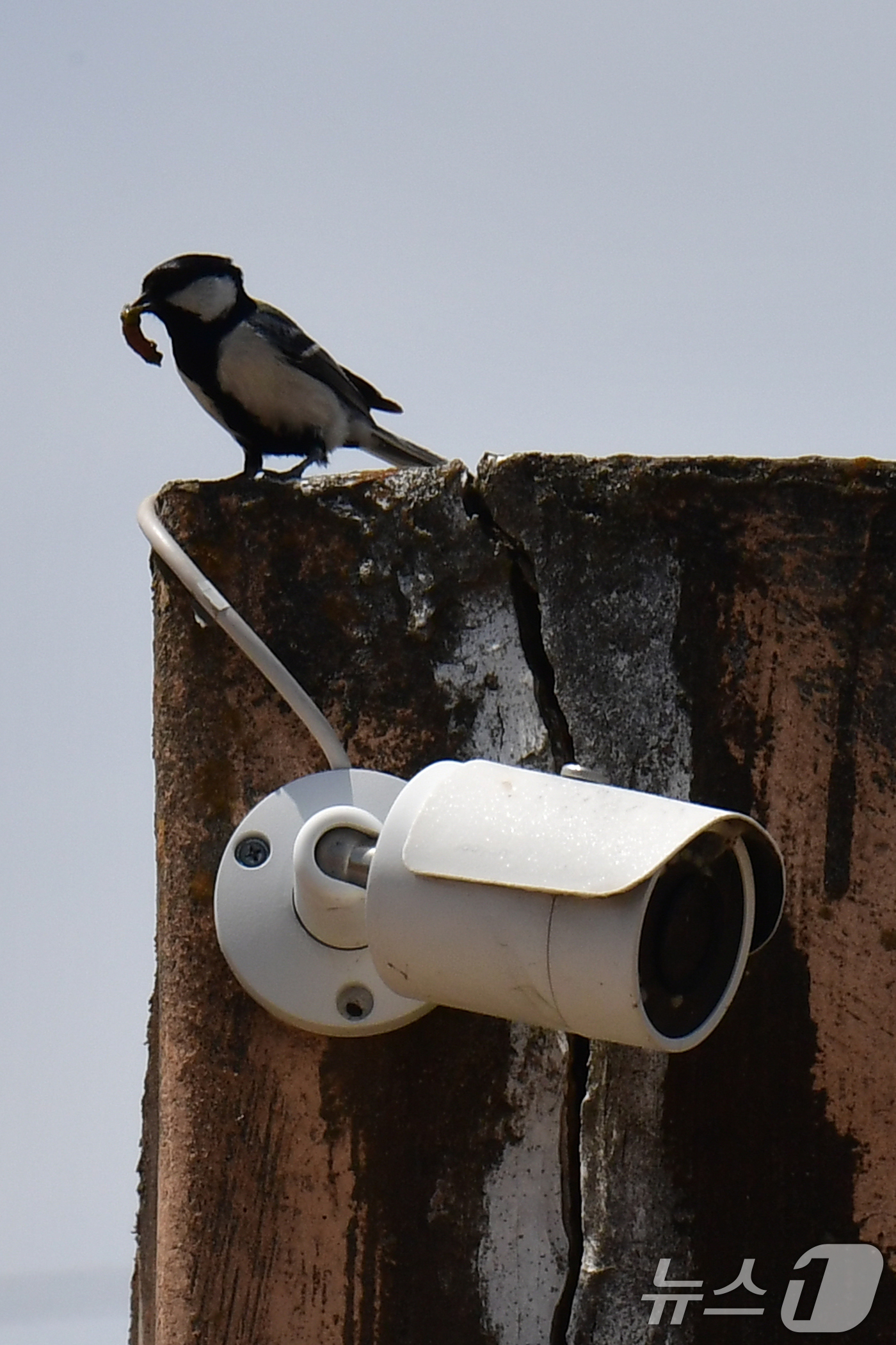 (포항=뉴스1) 최창호 기자 = 19일 오후 경북 포항시 북구 흥해읍 농가 창고  CCTV 위에서 박새 한마리가 둥지로 들어가기 전 주변을 살피고 있다.  2026.4.19/뉴스1 …
