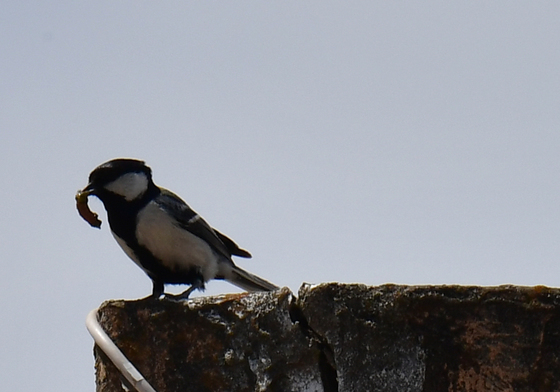CCTV 주변에 둥지 튼 박새