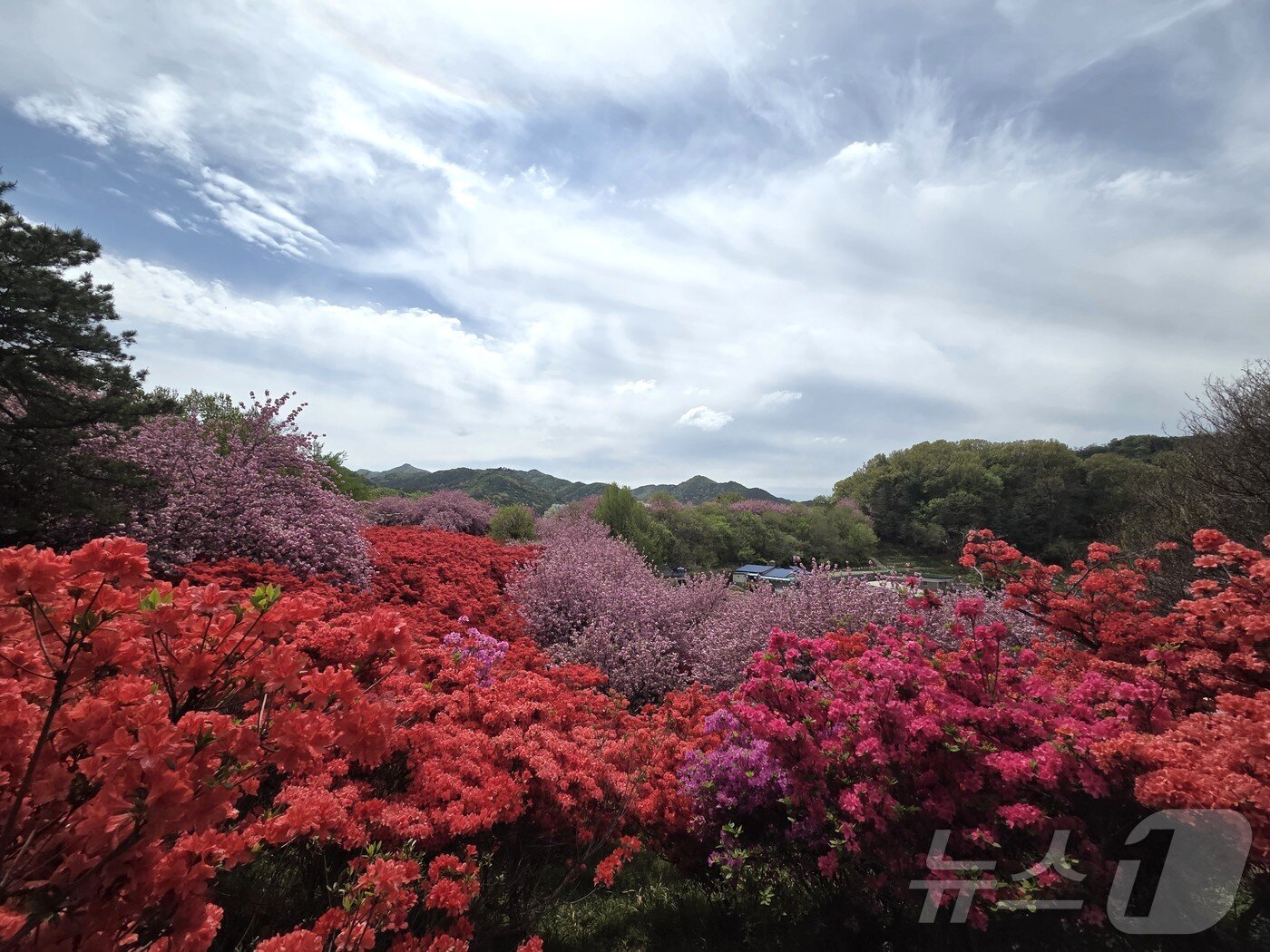 본문 이미지 - 19일 오전 11시께 찾은 전북 전주시 완산구의 완산칠봉 꽃동산 ⓒ 뉴스1 장수인 기자