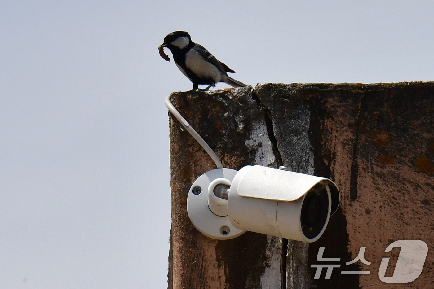 (포항=뉴스1) 최창호 기자 = 19일 오후 경북 포항시 북구 흥해읍 농가 창고  CCTV 위에서 박새 한마리가 둥지로 들어가기 전 주변을 살피고 있다. 2026.4.19/뉴스1