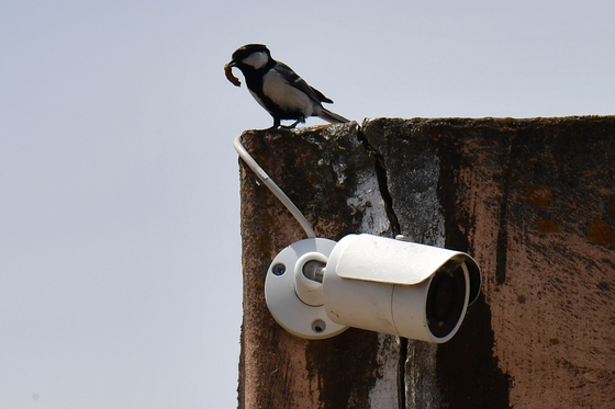 먹이감 물고 온 박새