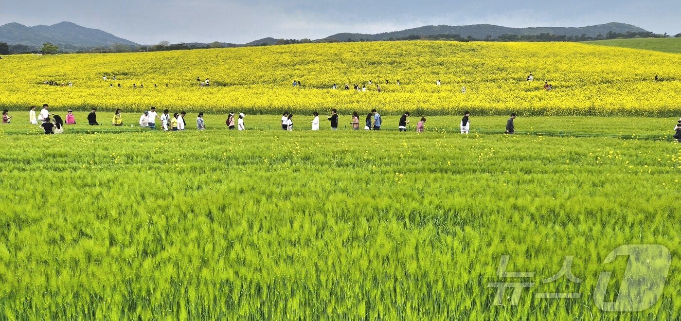 본문 이미지 - 고창 청보리밭 축제가 한창인 19일 전북 고창군 학원농장을 찾은 나들이객들이 산책로를 거닐고 있다. 2026.4.19 ⓒ 뉴스1 유경석 기자