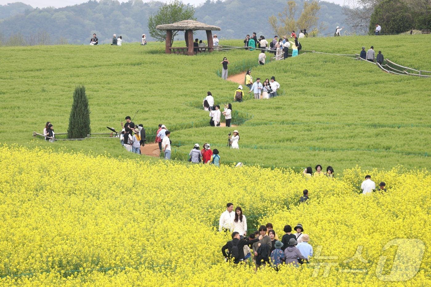 (고창=뉴스1) 유경석 기자 = 고창 청보리밭 축제가 한창인 19일 전북 고창군 학원농장을 찾은 나들이객들이 산책로를 거닐고 있다.  2026.4.19/뉴스1