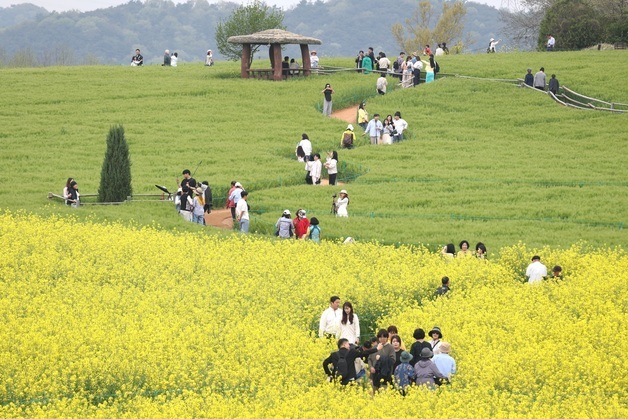 [뉴스1 PICK]'초록 물결 출렁이는 보리밭' 제23회 고창청보리밭축제