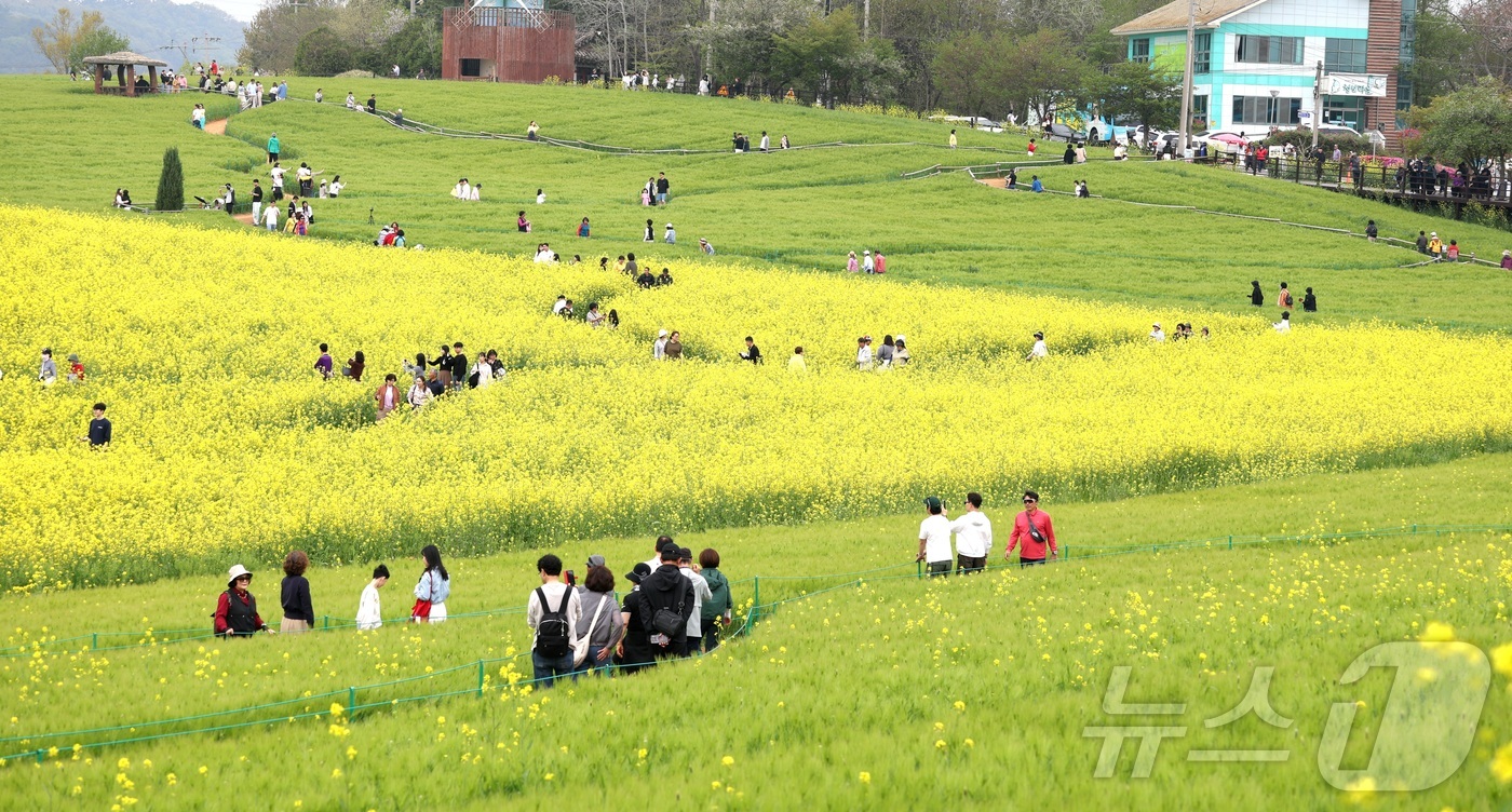 (고창=뉴스1) 유경석 기자 = 고창 청보리밭 축제가 한창인 19일 전북 고창군 학원농장을 찾은 나들이객들이 산책로를 거닐고 있다.  2026.4.19/뉴스1