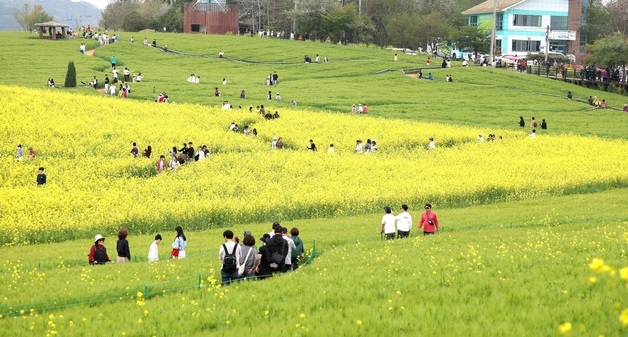 고창 청보리밭 축제 찾은 시민들