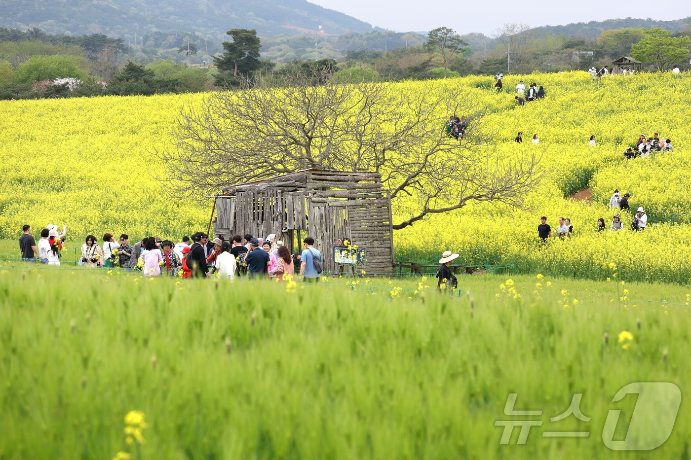 (고창=뉴스1) 유경석 기자 = 고창 청보리밭 축제가 한창인 19일 전북 고창군 학원농장을 찾은 나들이객들이 산책로를 거닐고 있다.  2026.4.19/뉴스1