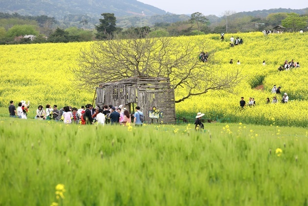 고창 학원농장 청보리밭 찾은 나들이객들