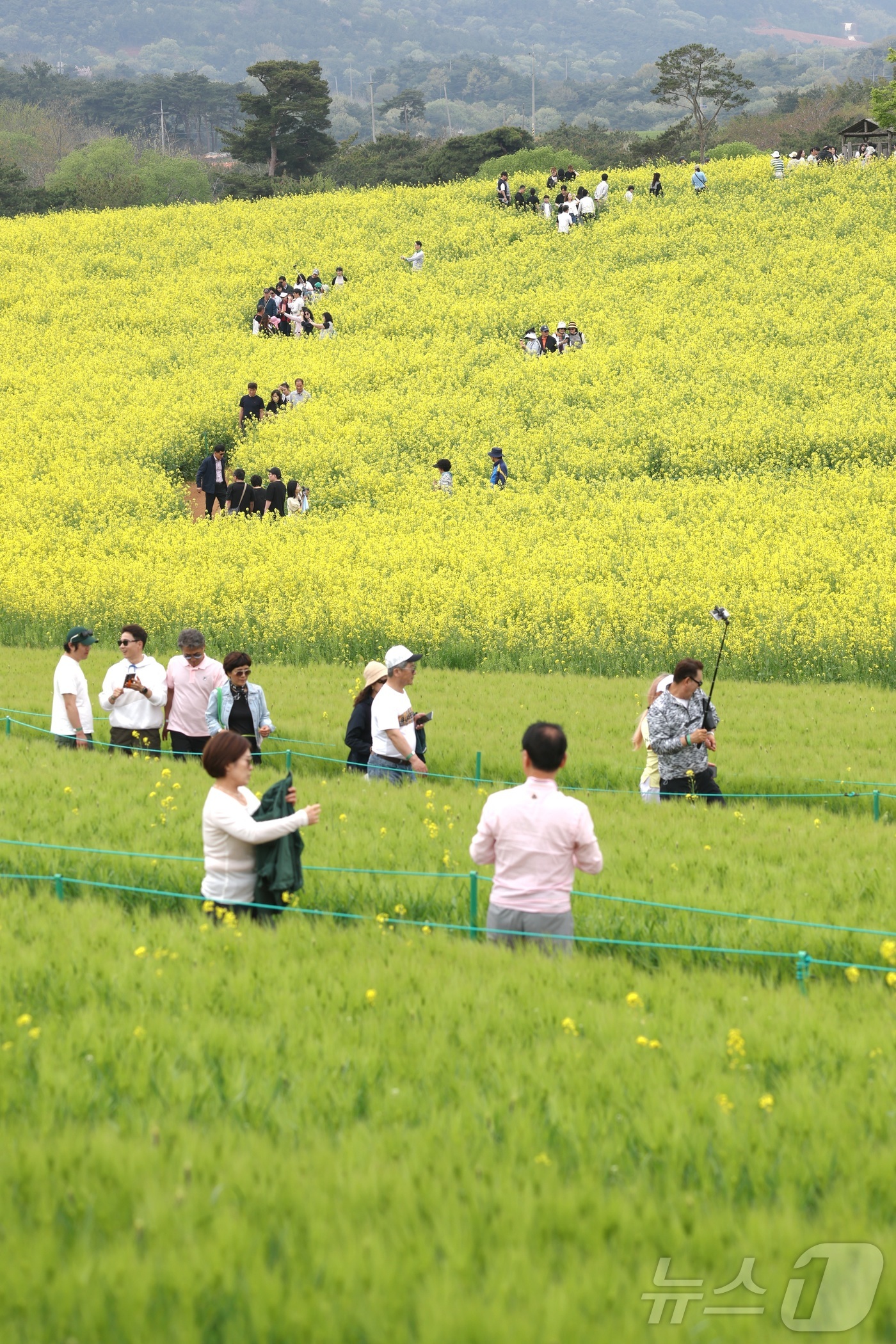 (고창=뉴스1) 유경석 기자 = 고창 청보리밭 축제가 한창인 19일 전북 고창군 학원농장을 찾은 나들이객들이 산책로를 거닐고 있다.  2026.4.19/뉴스1