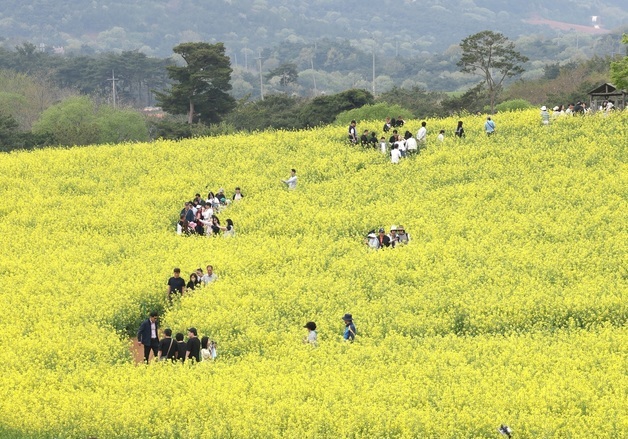 청보리밭 따라 산책하는 나들이객들