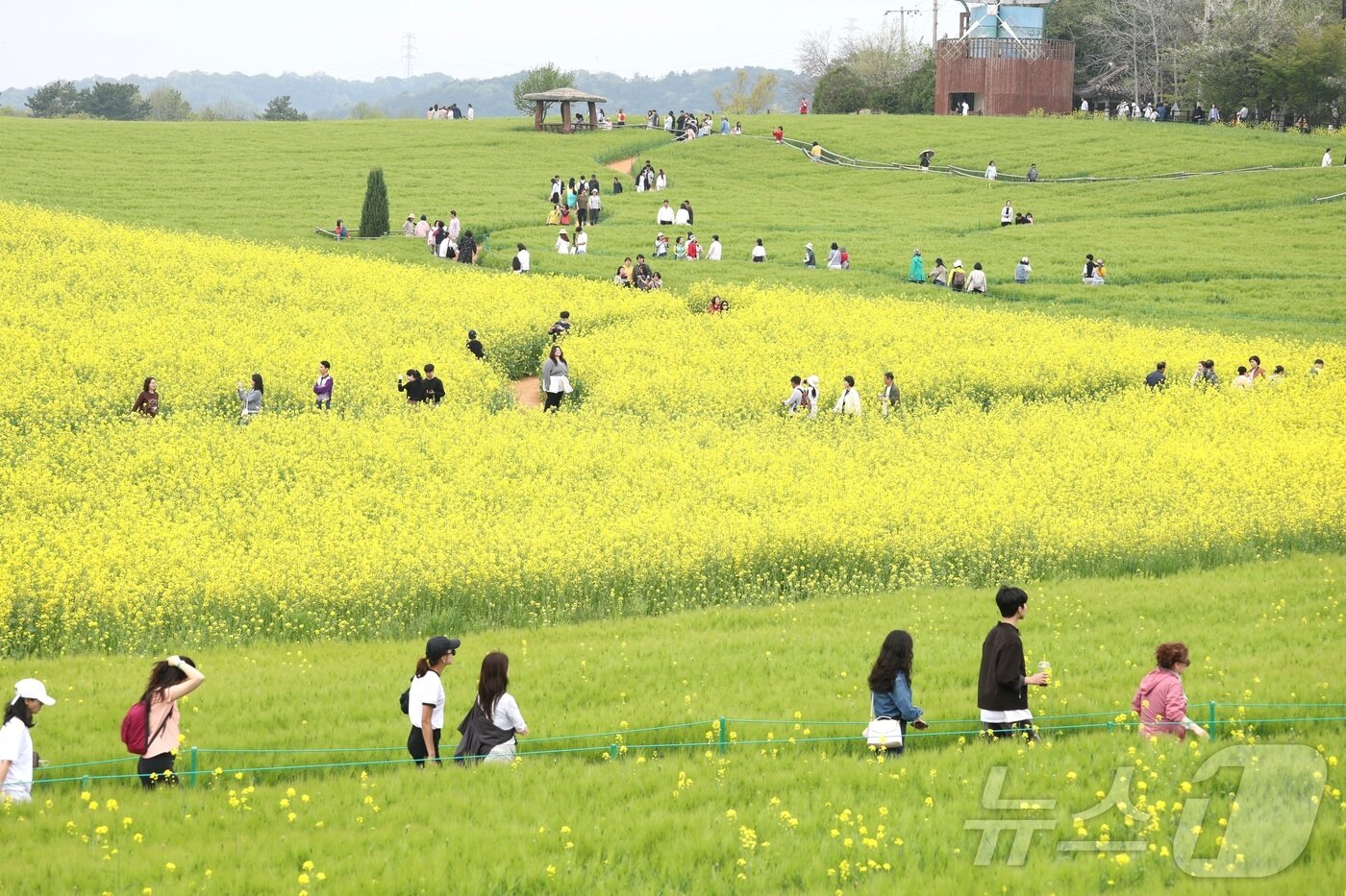 본문 이미지 - 고창 청보리밭 축제가 한창인 19일 전북 고창군 학원농장을 찾은 나들이객들이 산책로를 거닐고 있다. 2026.4.19 ⓒ 뉴스1 유경석 기자