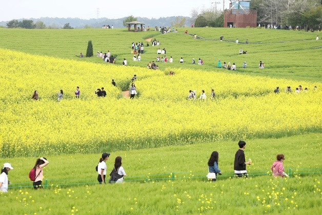 드넓은 청보리밭 따라서