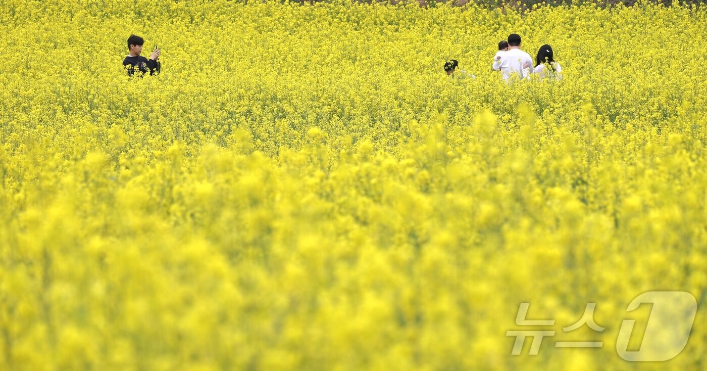 본문 이미지 - 고창 청보리밭 축제가 한창인 19일 전북 고창군 학원농장을 찾은 나들이객들이 산책로를 거닐고 있다. 2026.4.19 ⓒ 뉴스1 유경석 기자