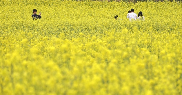 노란 유채꽃 가득