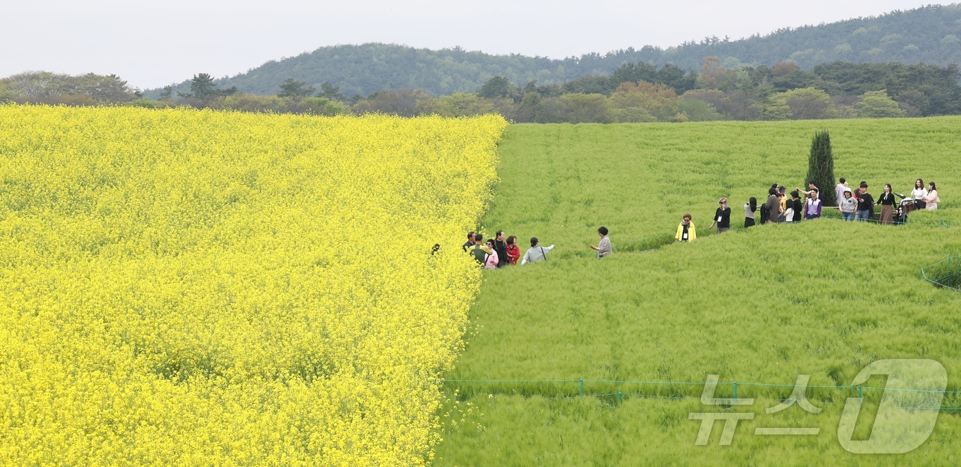 (고창=뉴스1) 유경석 기자 = 고창 청보리밭 축제가 한창인 19일 전북 고창군 학원농장을 찾은 나들이객들이 산책로를 거닐고 있다.  2026.4.19/뉴스1