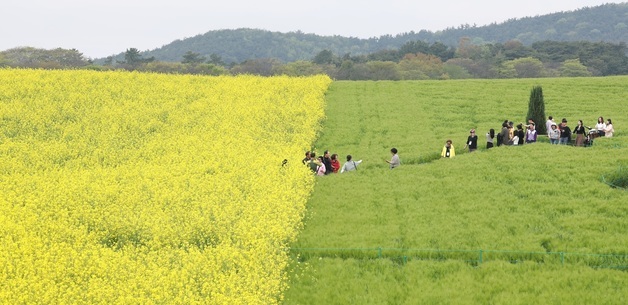 유채꽃 반 청보리 반