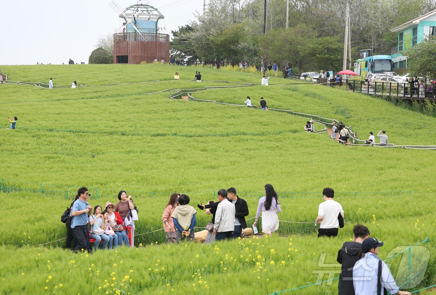 (고창=뉴스1) 유경석 기자 = 고창 청보리밭 축제가 한창인 19일 전북 고창군 학원농장을 찾은 나들이객들이 산책로를 거닐고 있다.  2026.4.19/뉴스1