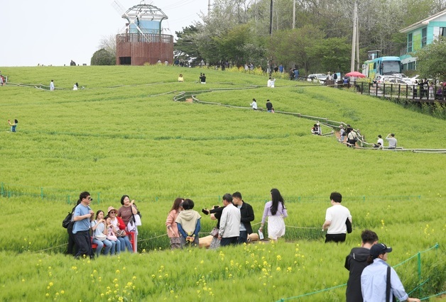 청보리밭 따라 산책 즐기는 나들이객들