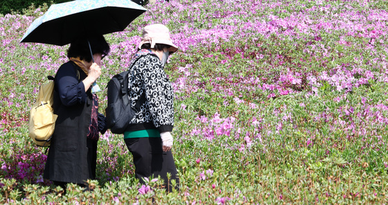 철쭉으로 물든 불암산