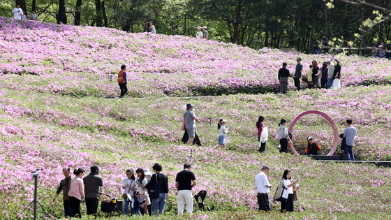 철쭉 만개한 불암산