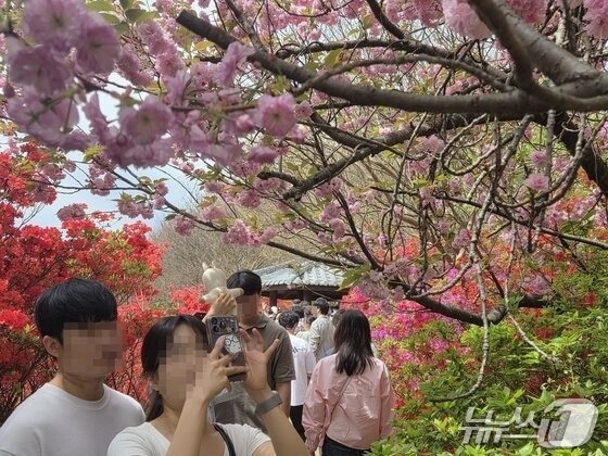 본문 이미지 - 19일 오전 11시께 찾은 전북 전주시 완산구의 완산칠봉 꽃동산에서 상춘객들이 촬영을 하고 있다. ⓒ 뉴스1 장수인 기자