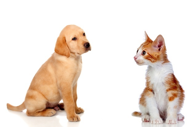 법정전염병이라면서…"광견병 의무접종, 시술비도 지원 필요"